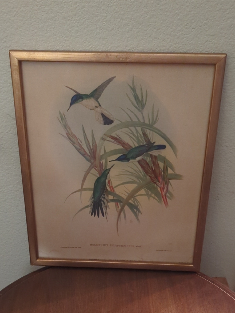 Vintage Hummingbird Wall Art Print